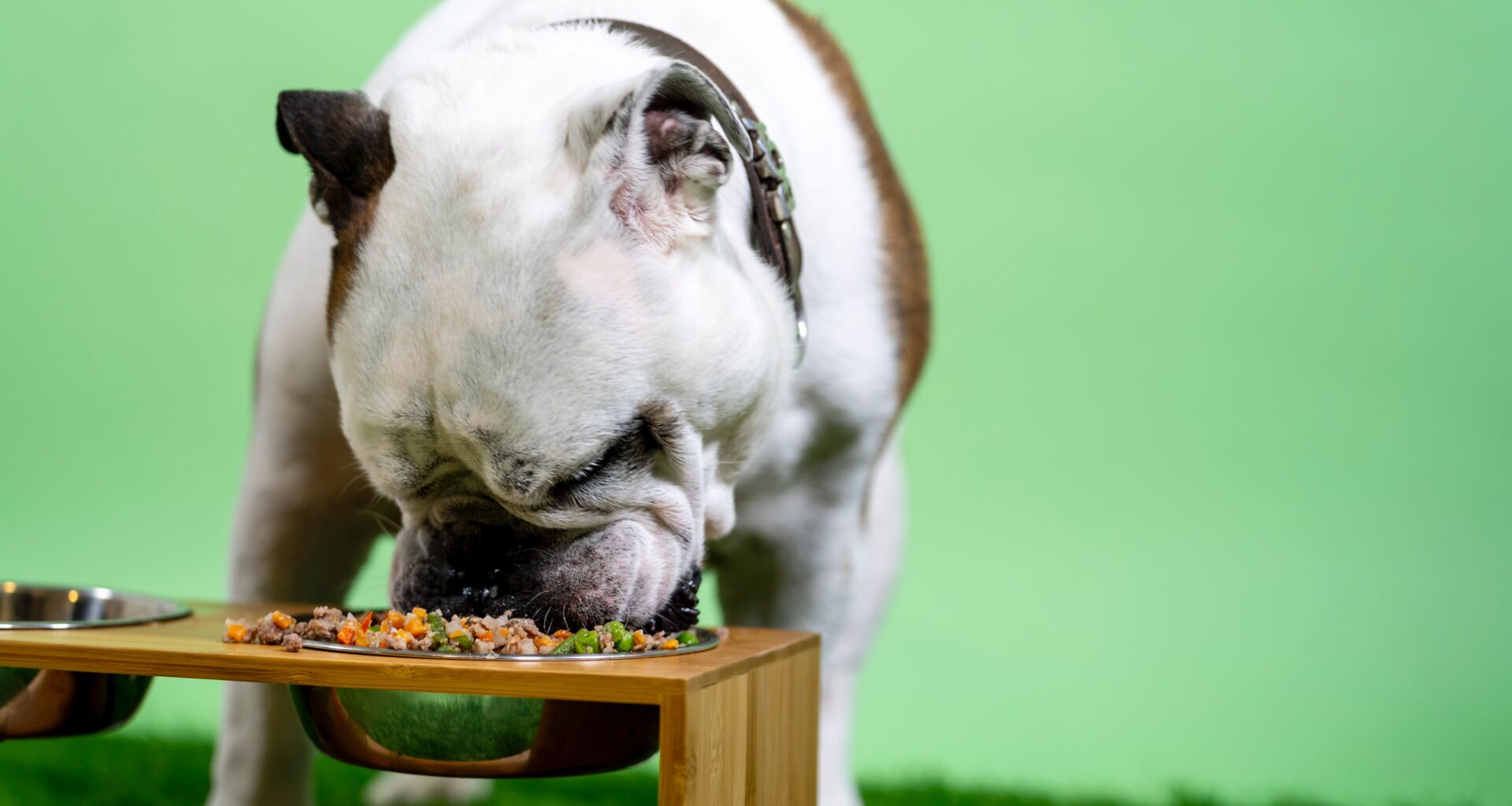 Come scegliere alimenti cani