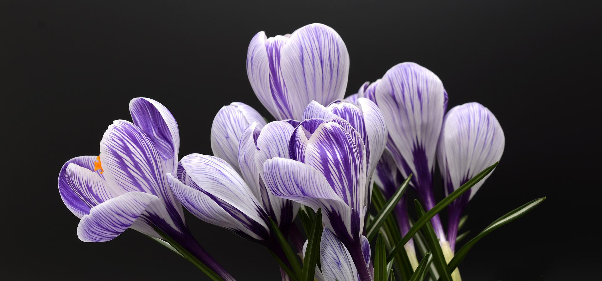 concime piante: risultati bellissimi