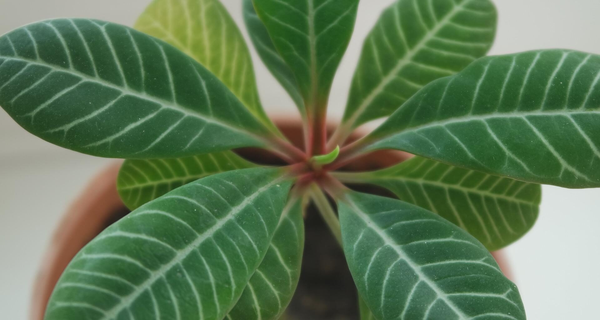 curare piante d'appartamento